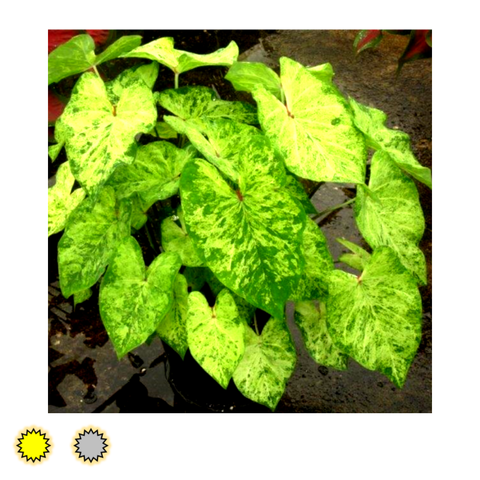 Frog in a Blender Fancy Plants Caladium Bulb