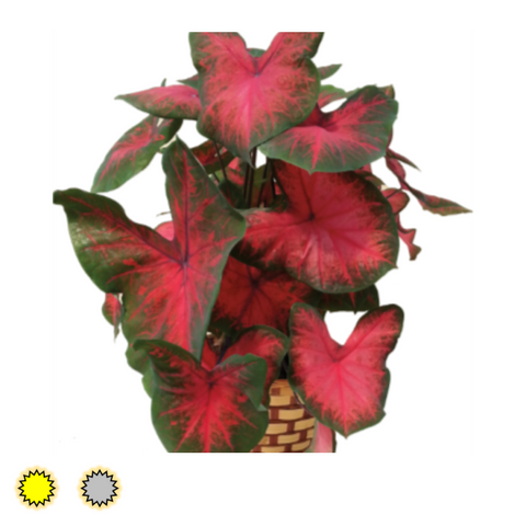 Postman Joyner caladium bulbs by Fancy Plants Farms