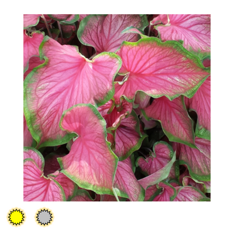 Pink caladium bulbs by Fancy Plants Farms