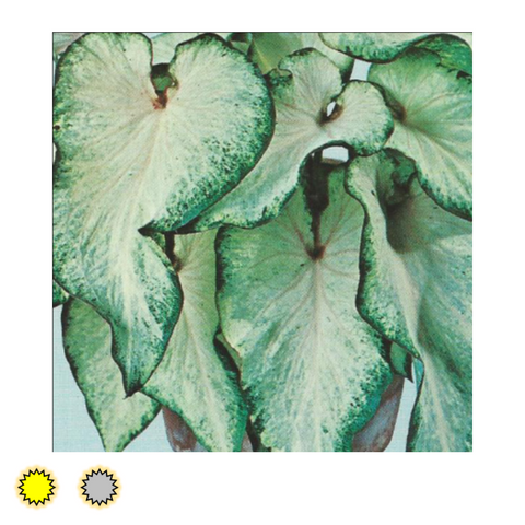 White caladium bulbs by Fancy Plants Farms