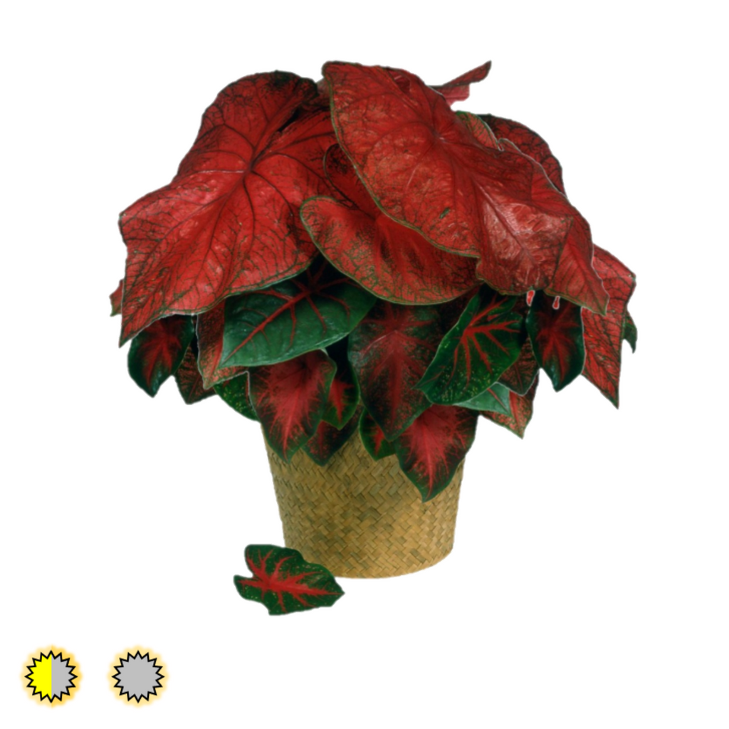 Brandywine caladium bulbs by Fancy Plants Farms