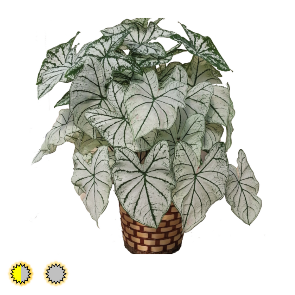 Candidum caladium bulbs by Fancy Plants Farms