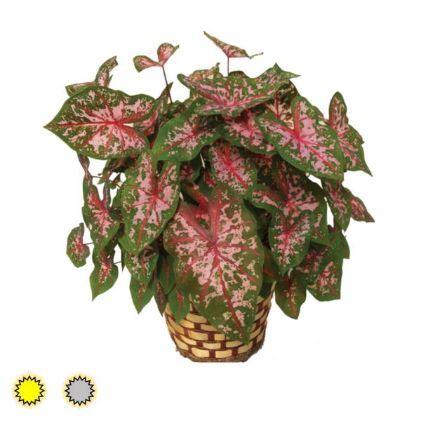 Carolyn Whorton caladium bulbs by Fancy Plants Farms