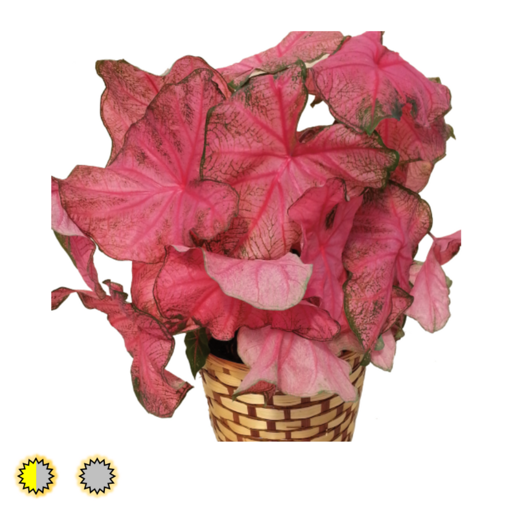 Fannie Munson caladium bulbs by Fancy Plants Farms
