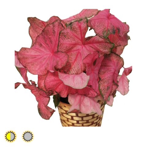Fannie Munson caladium bulbs by Fancy Plants Farms