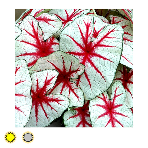 Fiesta caladium bulbs by Fancy Plants Farms