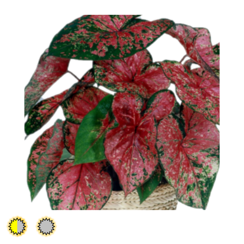 FIre Chief caladium bulbs by Fancy Plants Farms