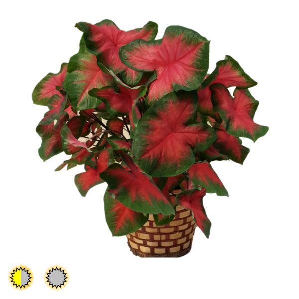 Frieda Hemple  caladium bulbs by Fancy Plants Farms