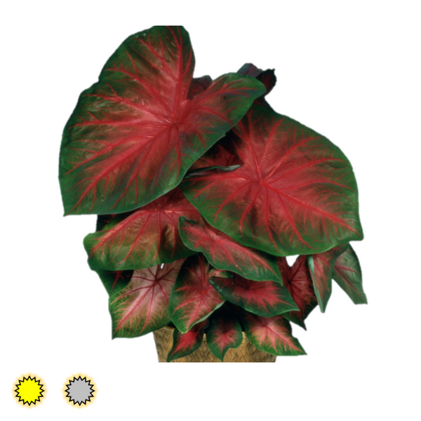 John Peed caladium bulbs by Fancy Plants Farms