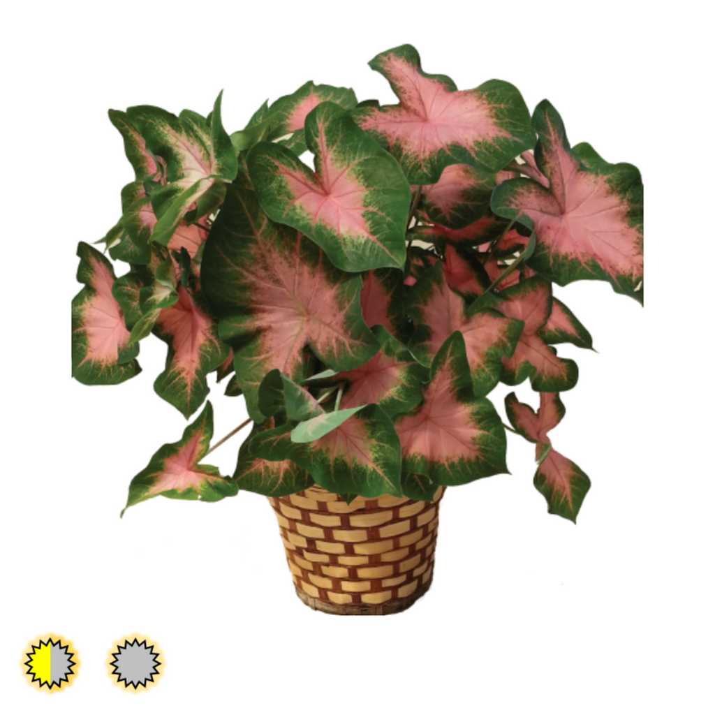 Kathleen caladium bulbs by Fancy Plants Farms