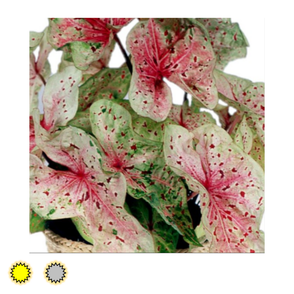 Miss Muffett caladium bulbs by Fancy Plants Farms