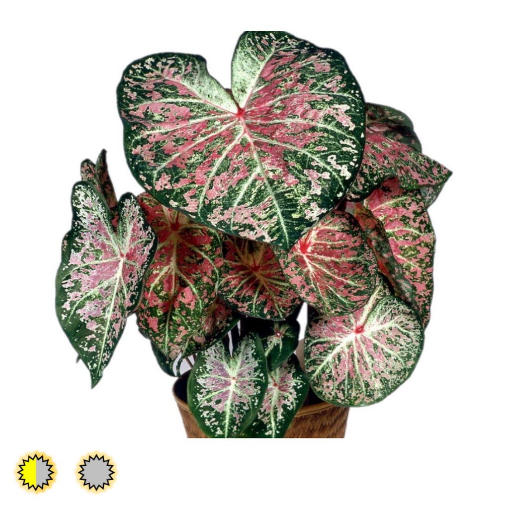 Fancy Leaf Caladium Bulbs Collection - Fancy Plants Farms