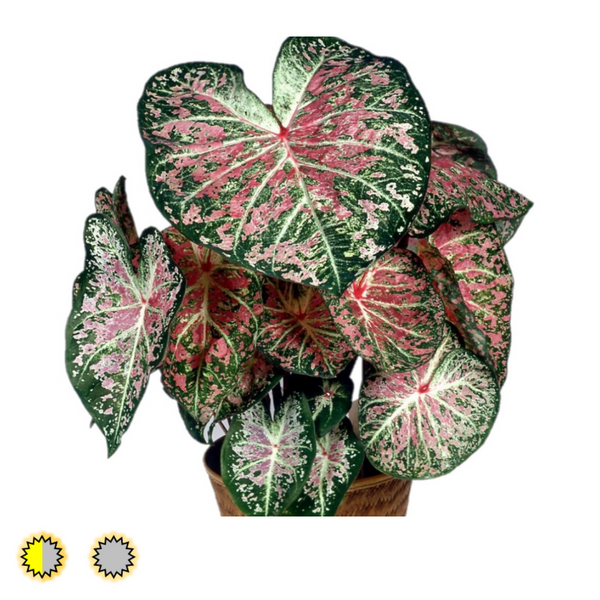 Pink Cloud caladium bulbs by Fancy Plants Farms