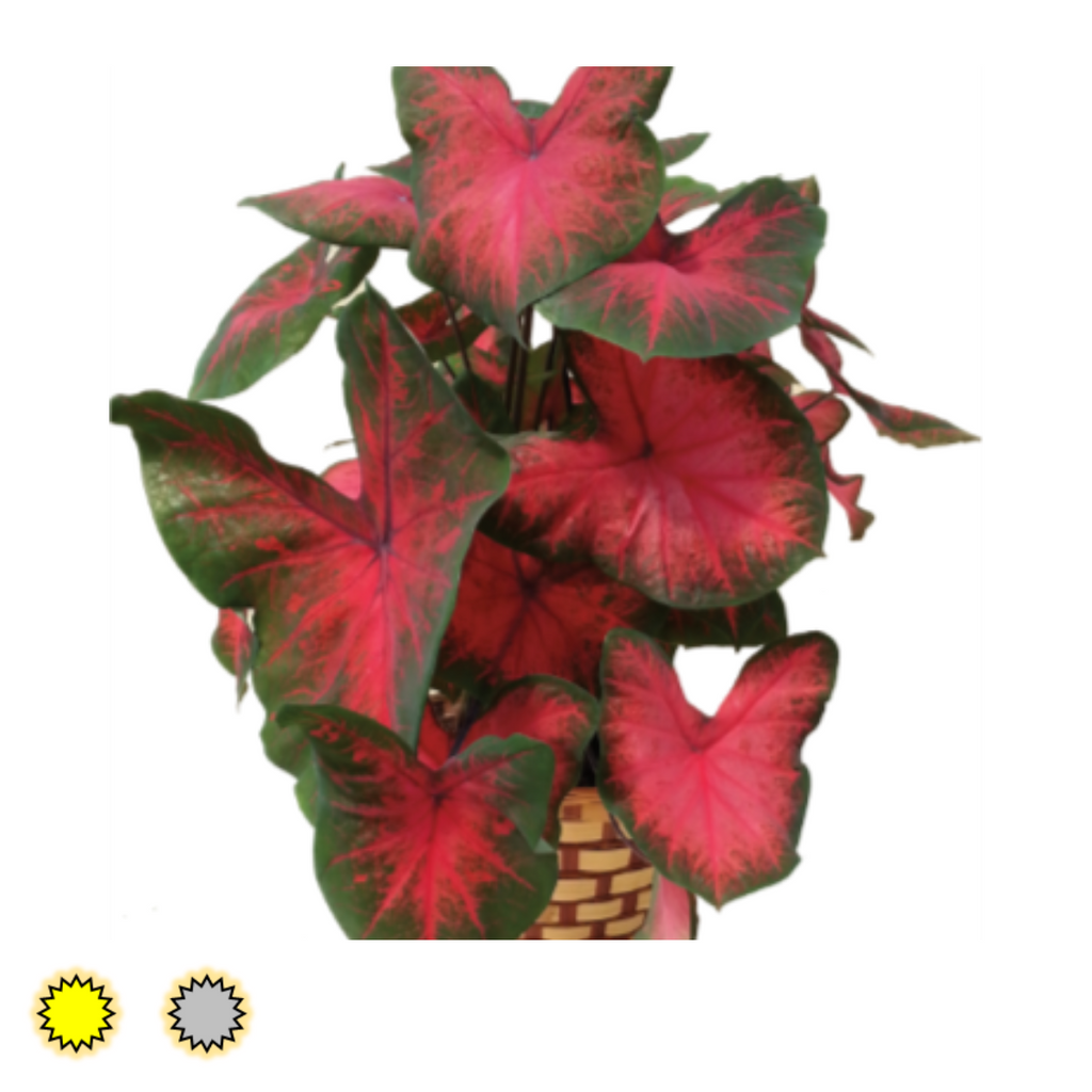 Postman Joyner caladium bulbs by Fancy Plants Farms