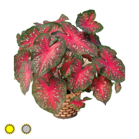 Red Flash caladium bulbs by Fancy Plants Farms