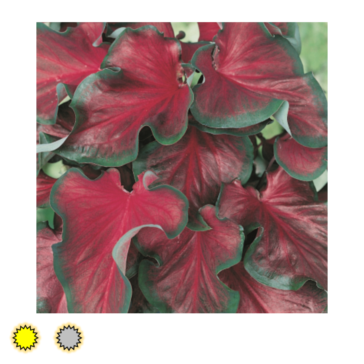 Florida Red Ruffles Caladium