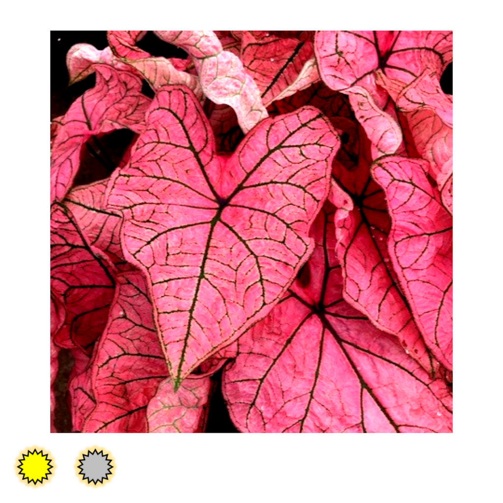 Spring Fling  caladium bulbs by Fancy Plants Farms