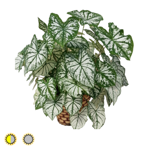 White Christmas caladium bulbs by Fancy Plants Farms