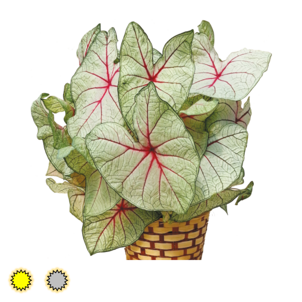 White Queen caladium bulbs by Fancy Plants Farms