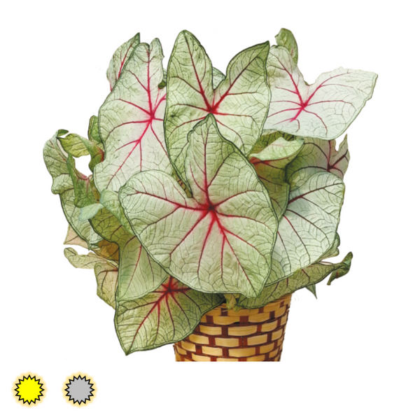 White Queen caladium bulbs by Fancy Plants Farms