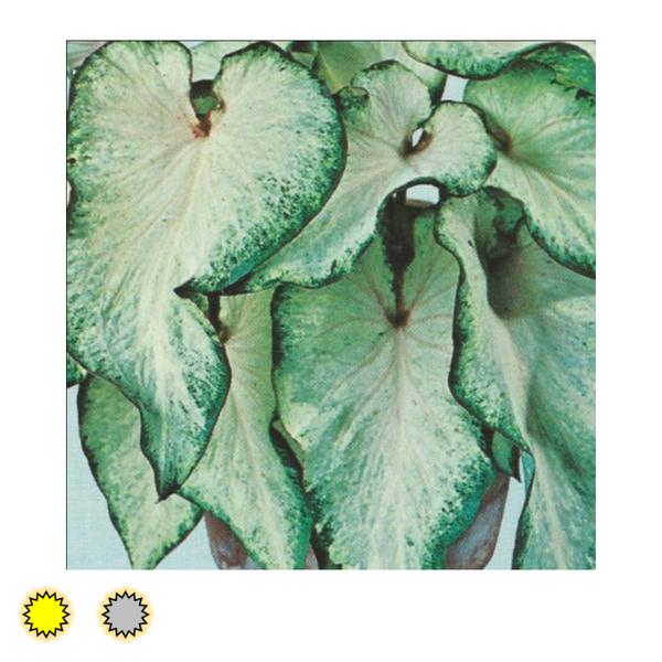 White Wing caladium bulbs by Fancy Plants Farms